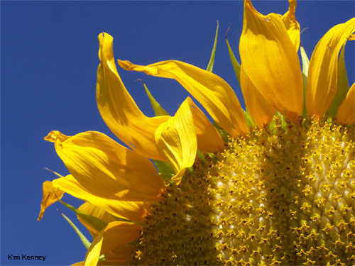 Sunflower on the St. Lawrence by Kim Kenney