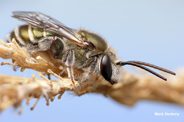 Golden Bee in the Afternoon by Mark Berkery