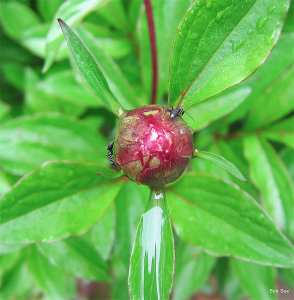 Peony Bud with Ants by Bob See