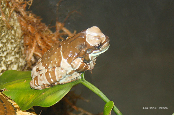 Beige and Brown Tree Frog by Lois Elaine Heckman