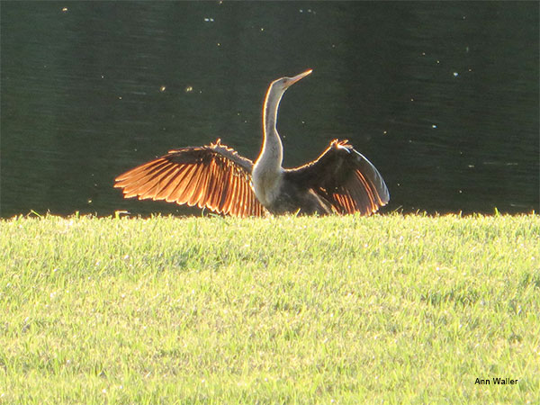 Anhinga by Ann Waller